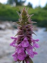 Stachys palustris