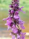 Stachys palustris Royalty Free Stock Photo