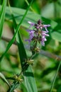 Stachys palustris marsh woundwort marsh hedgenettle in grass Royalty Free Stock Photo