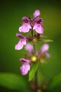 Stachys palustris