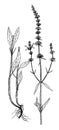 Stachys recta botanical illustration