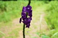 Stachytarpheta jamaicensis - blossoms of the purple potterweed Royalty Free Stock Photo