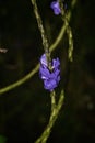 Stachytarpheta jamaicensis or Blue Porterweed Flower