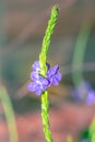 Stachytarpheta jamaicensis Blue porterweed Wild flowers during spring, Cape Town