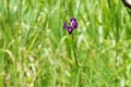 Stachytarpheta jamaicensis - blue rat`s tail blossom