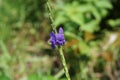 Stachytarpheta jamaicensis with a natural background. Also called blue porterweed, blue snake weed and bastard vervain