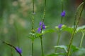 Stachytarpheta jamaicensis with a natural background. Also called blue porterweed, blue snake weed and bastard vervain