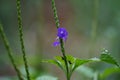 Stachytarpheta jamaicensis with a natural background. Also called blue porterweed, blue snake weed and bastard vervain