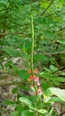 Stachytarpheta mutabilis also known as Coral porterweed, Red snakeweed, Pink snakeweed, Changeable velvetberry etc