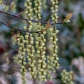 Stachyurus chinensis Celina Royalty Free Stock Photo