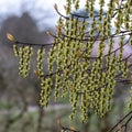 Stachyurus chinensis Celina Royalty Free Stock Photo