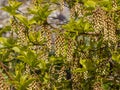 Stachyurus praecox