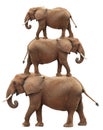 Stack of African Elephants