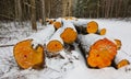 Stack of alder tree logs under snow