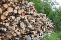 Stack of Birch logs in forest Royalty Free Stock Photo