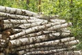 Stack of birch logs in forest Royalty Free Stock Photo