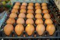 Stack of black trays full of natural chicken eggs rows pattern selling in local market, selective focus