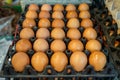 Stack of black trays full of natural light brown chicken eggs selling in local food market, selective focus