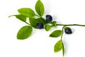 Stack of blueberries isolated on white with clipping path Royalty Free Stock Photo