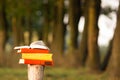 Stack of book and Open hardback book on blurred nature landscape backdrop. Copy space, back to school. Education background. Royalty Free Stock Photo