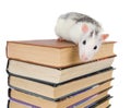 Stack of books and rat Royalty Free Stock Photo