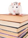 Stack of books and rat Royalty Free Stock Photo