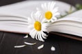 Stack of books with small bunch of daisies Royalty Free Stock Photo