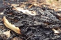 Stack of burnt sheets of paper, among pine needles. selective focus Royalty Free Stock Photo