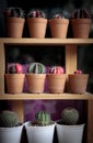Stack of cactus pot on wooden shelf Royalty Free Stock Photo