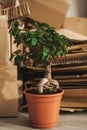 Stack of Cardboard Waste and Ficus potted plant at home. Concepts of Paper Recycling and Waste Sorting and Saving Trees Royalty Free Stock Photo