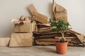 Stack of Cardboard Waste and Ficus potted plant at home. Concepts of Paper Recycling and Waste Sorting and Saving Trees Royalty Free Stock Photo