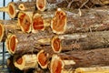 Stack of Cedar Logs Royalty Free Stock Photo