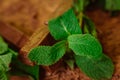 Stack of chocolate pieces with a leaf of mint on wooden background Royalty Free Stock Photo