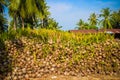 Stack of the coconuts in farm for coconut oil Royalty Free Stock Photo