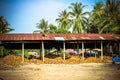 Stack of the coconuts in farm for coconut oil Royalty Free Stock Photo