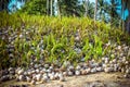 Stack of the coconuts in farm for coconut oil Royalty Free Stock Photo