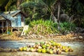 Stack of the coconuts in farm for coconut oil Royalty Free Stock Photo