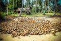 Stack of the coconuts in farm for coconut oil Royalty Free Stock Photo