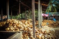 Stack of the coconuts in farm for coconut oil Royalty Free Stock Photo