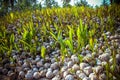 Stack of the coconuts in farm for coconut oil Royalty Free Stock Photo