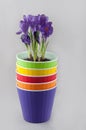 Stack of colored flowerpots and purple crocus inside Royalty Free Stock Photo