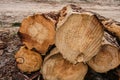 Stack of cut logs in forestry Royalty Free Stock Photo