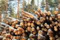 Stack of Cut Pine Logs in Winter Pine Forest