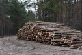 Stack of cut pine tree logs in a forest. Wood logs, timber logging, industrial destruction, forests Are Disappearing, illegal