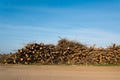 Stack of cut trees stacked under blue sky