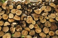 Stack of cut wood from forest