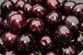 Dark sweet cherries Royalty Free Stock Photo