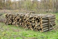 Stack of dried firewood of birch wood. Pile of felled pine trees felled by the logging timber industry Royalty Free Stock Photo