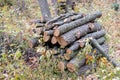 Stack of dried firewood of birch wood. Pile of felled pine trees felled by the logging timber industry