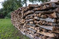 Stack of dried firewood of birch wood